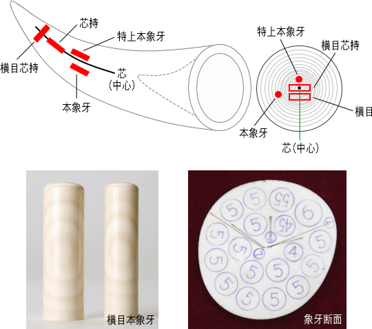 本象牙 断面イメージ